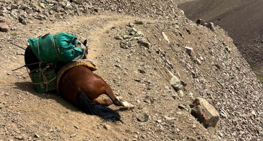 MALTRATO ANIMAL EN TUNUYÁN.