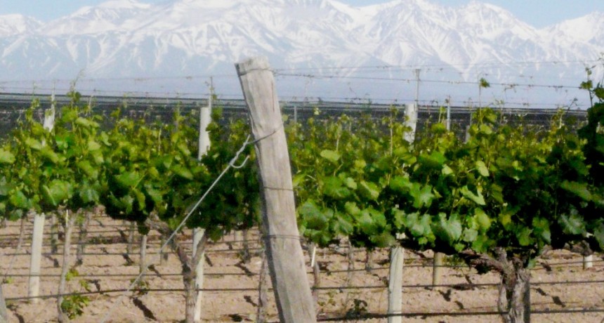 Luján de Cuyo celebrará el Día del Malbec