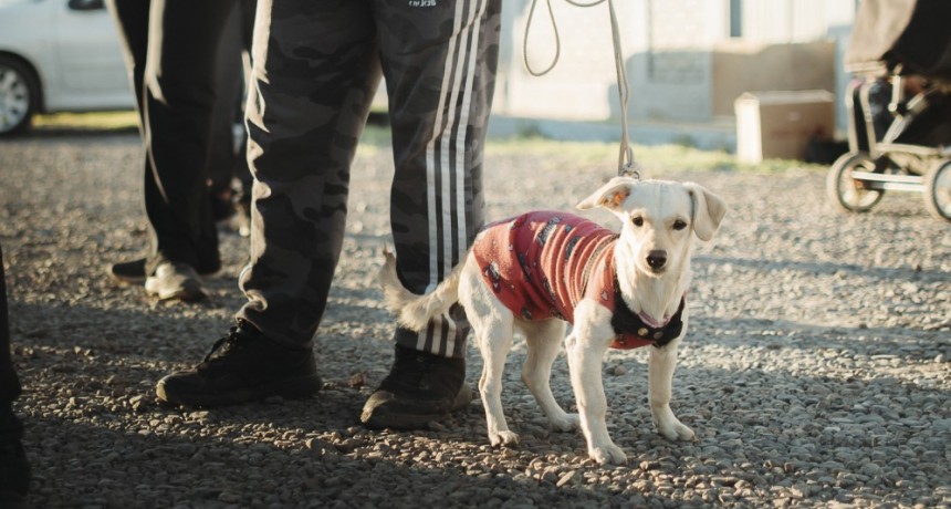 TUPUNGATO: Quirófano Móvil de Esterilización de Animales Domésticos, destino Cordón del Plata