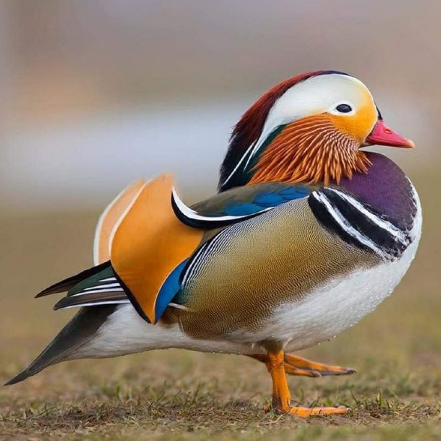 NATURALEZA VIVA.-