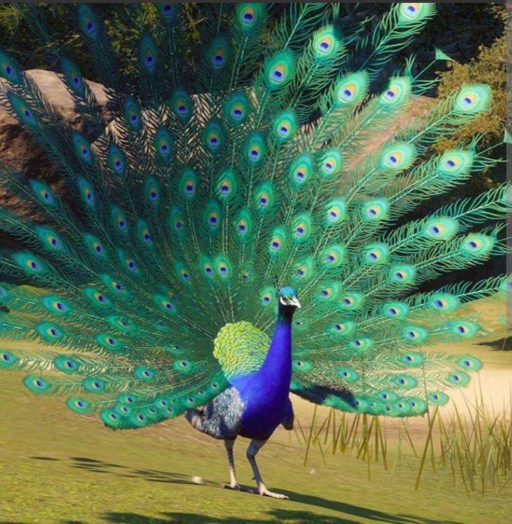 NATURALEZA VIVA.-