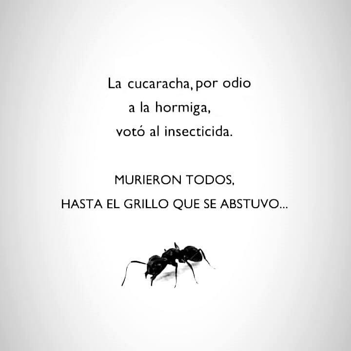 ARGENTINA INMERSA EN EL “VOTO INSECTICIDA” CUANDO EL ODIO ES MÁS FUERTE