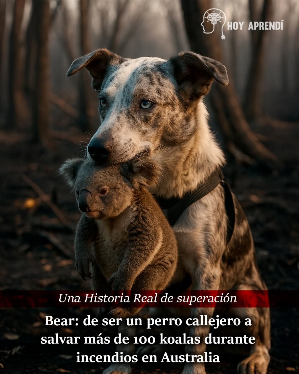 LAS MEJORES HISTORIAS INSPIRADORAS.-