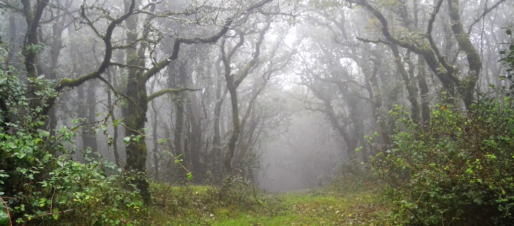 Que la niebla no oculte el bosque