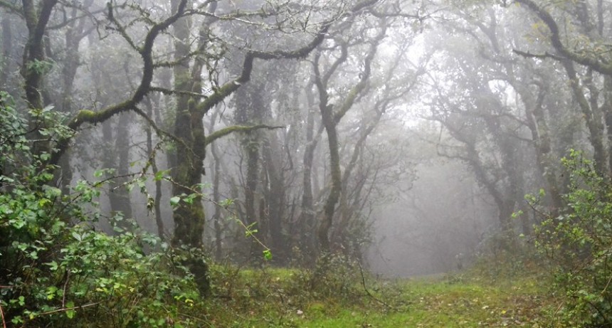 Que la niebla no oculte el bosque