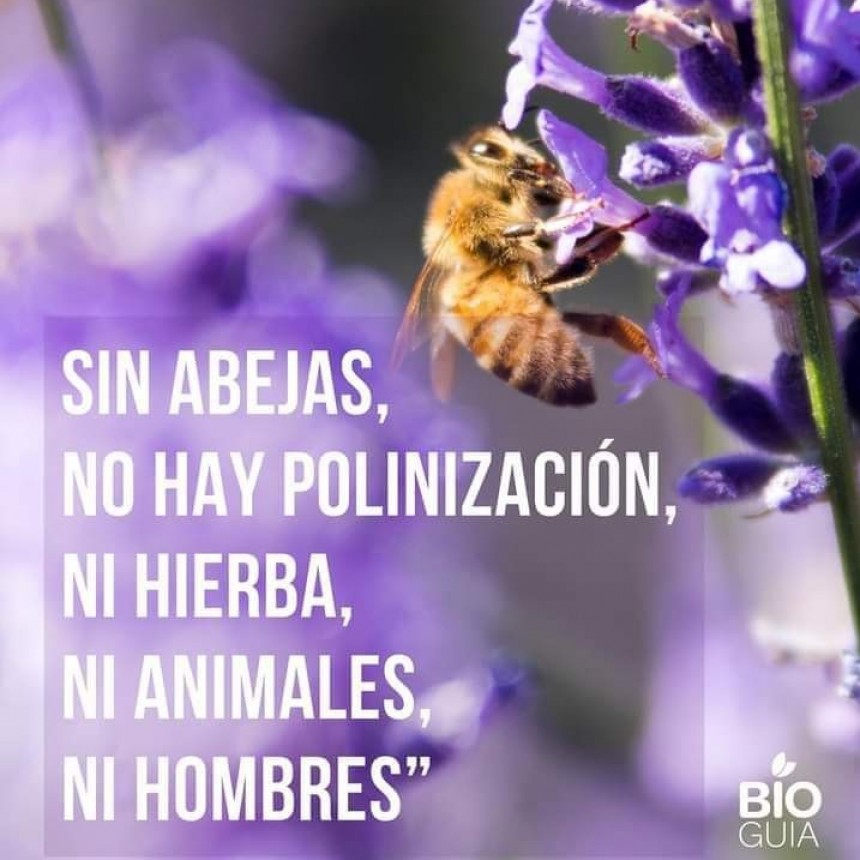 CURIOSIDADES.-