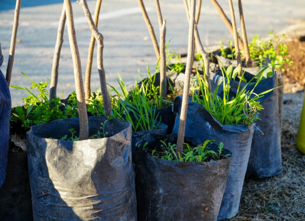 Reforestaci&oacute;n: nuevos &aacute;rboles y plantas ornamentales se incorporan a plazas y paseos de Tunuy&aacute;n