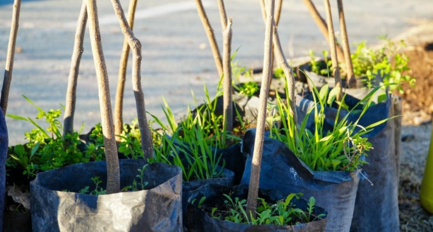 Reforestaci&oacute;n: nuevos &aacute;rboles y plantas ornamentales se incorporan a plazas y paseos de Tunuy&aacute;n