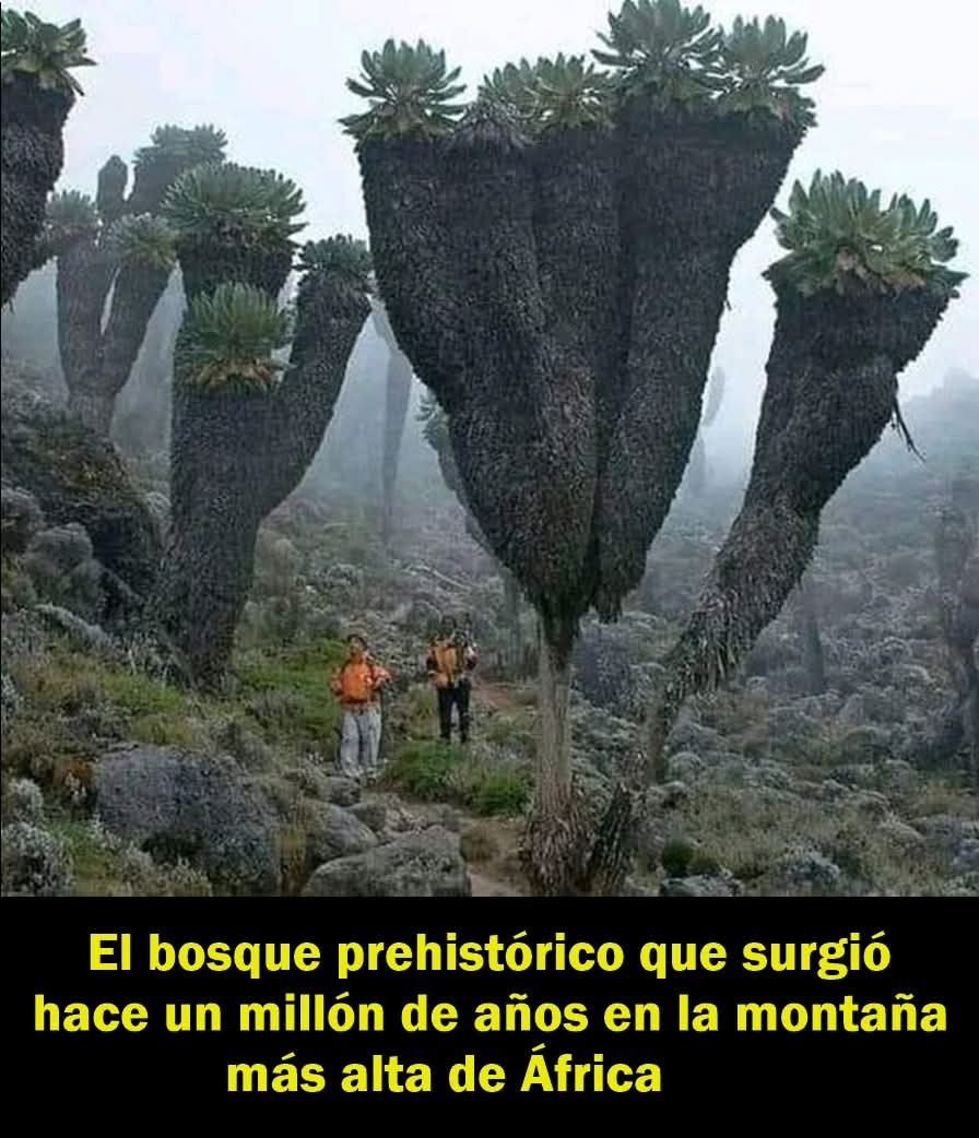 CURIOSIDADES.-