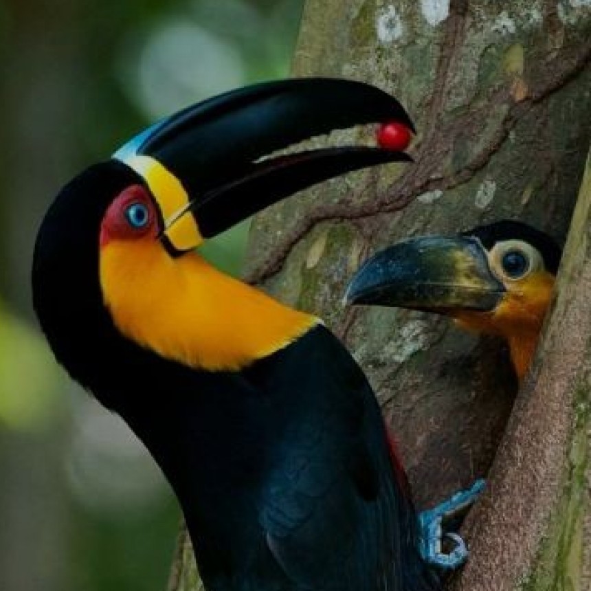 NATURALEZA VIVA.-