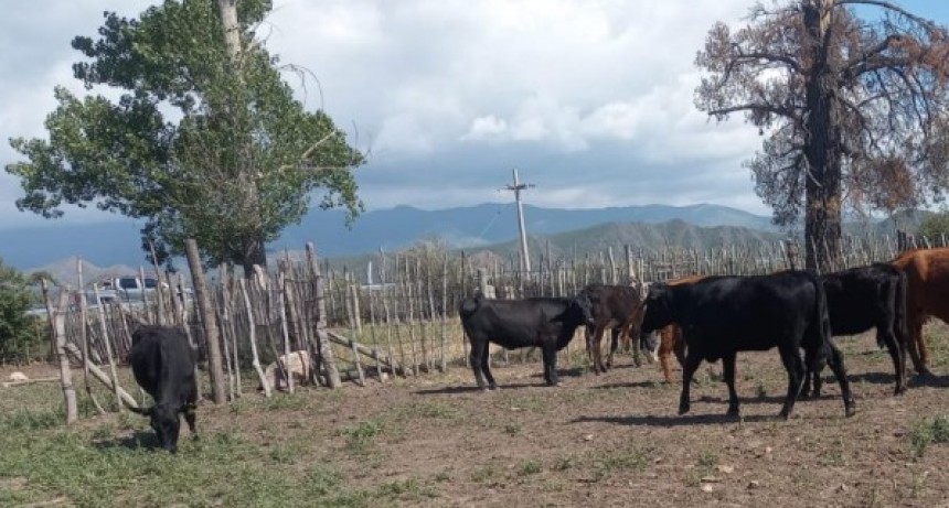 Tunuyán trabaja en la mejora genética ganadera para fortalecer el sector en el departamento